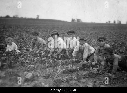 Enfants travaillant dans les betteraves à sucre pour Louis Startz, un agriculteur près de fond du Lac, Wisconsin. Les enfants sont amenés de la ville voisine pour travailler les betteraves. Voir Hine Report, Wisconsin Sugar Beet, juillet 1915. Par Lewis Wickes Hine Banque D'Images