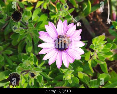 Un gros plan d'une abeille sur une fleur africaine de Marguerite Banque D'Images