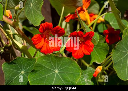 Fleurs de Capucines Orange Tropaeolum majus est comestible et fait un joli couvre-sol. Banque D'Images