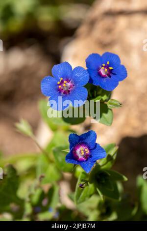 Fleur sauvage; Nom scientifique; Lysimachia arvensis Banque D'Images