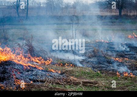 Brûlant de l'herbe sur le terrain dans le village. La combustion de l'herbe sèche dans les champs. Le feu sauvage en raison d'un coup de vent chaud en été. Risque d'incendie de careless behavio Banque D'Images