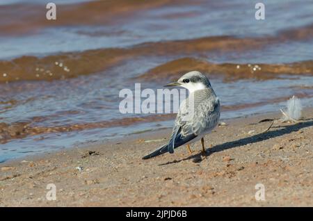 Steroula, Sternula antillarum, immature Banque D'Images