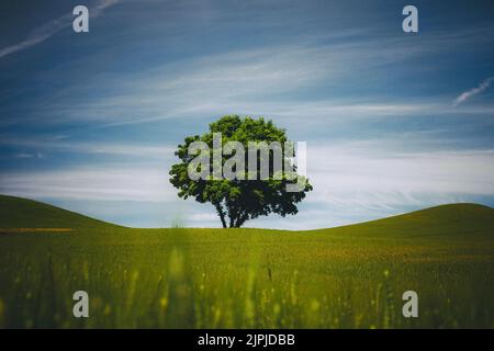 Un arbre solitaire, Palouse, est de Washington Banque D'Images