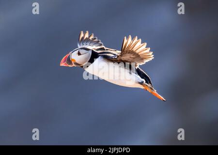 Un Puffin de l'Atlantique (Fratecula arctica) en vol dans le ciel bleu, Skomer Island, pays de Galles, Royaume-Uni Banque D'Images