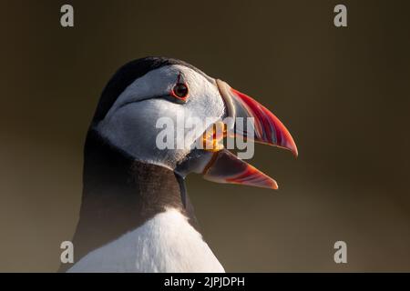 Portrait d'un Puffin de l'Atlantique (Fratercula arctica) appelant avec bec ouvert parmi la végétation à foyer mou, Skomer, Royaume-Uni Banque D'Images