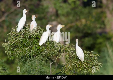 Egrets bovins, Bubulcus ibis, roosting Banque D'Images