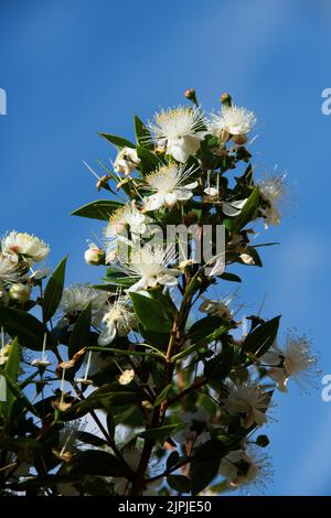 Myrtus communis – myrte commune; originaire de la région méditerranéenne de l'Europe méridionale Myrtle Blossom; un genre de plantes à fleurs de la famille Myrtac Banque D'Images