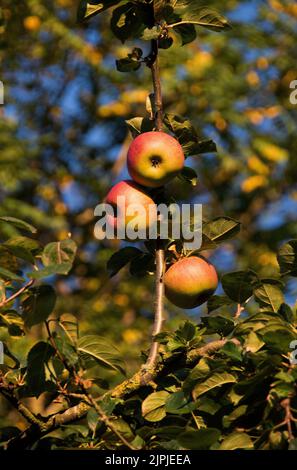 Pommes à Pippin orange de Cox mûres sous le soleil matinal. Banque D'Images