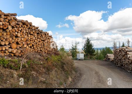 Grande pile de bois de pin de bois empilé près de la route de terre campagne contre le ciel bleu et la forêt. Scierie industrie de coupe de bois. Illégal Banque D'Images