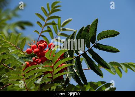 Sorbus aucuparia European Rowan Banque D'Images