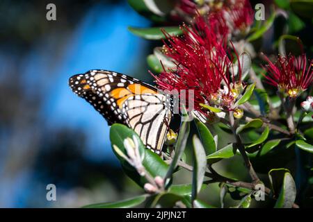 Papillon monarque sur l'arbre Pohutukawa en fleur, Porirua, Wellington, Île du Nord, Nouvelle-Zélande Banque D'Images