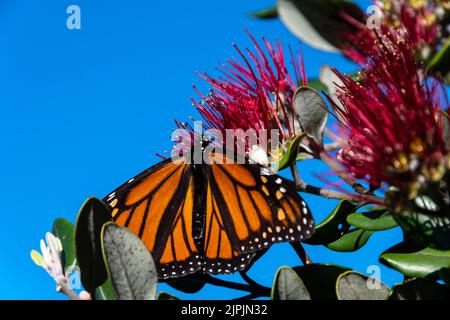 Papillon monarque sur l'arbre Pohutukawa en fleur, Porirua, Wellington, Île du Nord, Nouvelle-Zélande Banque D'Images