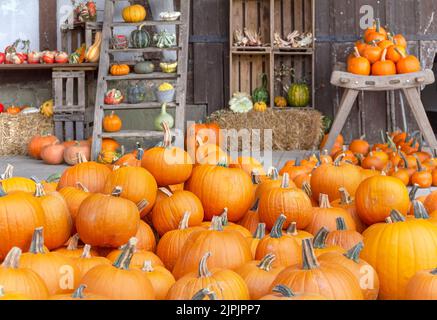 courge, action de grâces, légumes, décoration d'automne, squashs, légumes, décorations d'automne Banque D'Images