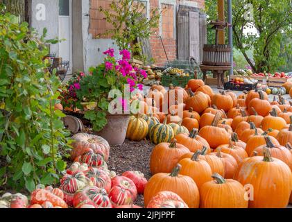 légumes, courge, action de grâce, légumes, squashs Banque D'Images