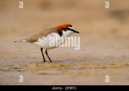 Pluvier à capuchon rouge (Charadrius ruficapillus) un petit wader, oiseau de rivage sur la plage. Petit oiseau aquatique avec tête de gingembre rouge et fond orange. Banque D'Images