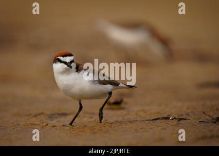 Pluvier à capuchon rouge (Charadrius ruficapillus) un petit wader, oiseau de rivage sur la plage. Petit oiseau aquatique avec tête de gingembre rouge et fond orange. Banque D'Images