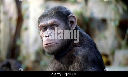 APE, MONTÉE DE LA PLANÈTE DES SINGES, 2011 Banque D'Images