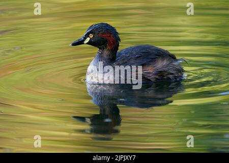 Grebe australasien (Tachybaptus novaehollandiae) dans l'étang en Australie. Petit oiseau d'eau coloré nageant sur la surface de l'eau avec arrière-plan coloré Banque D'Images