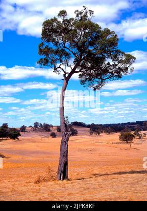 Eucalyptus sur les terres agricoles australiennes, dans le sud-ouest de l'Australie, Banque D'Images