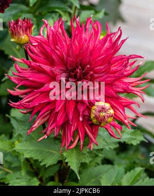 'Taum Sauk' semi-cactus dahlia, semi Kaktus dahlia (Dahlia x hortensis) Banque D'Images