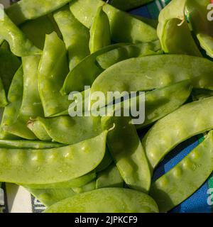 'Oregon Sugar Pod' Garden Pea, Ärt (Pisum sativum) Banque D'Images