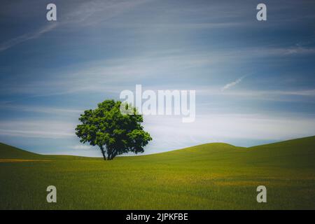 Un arbre solitaire, Palouse, est de Washington Banque D'Images