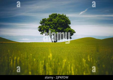 Un arbre solitaire, Palouse, est de Washington Banque D'Images