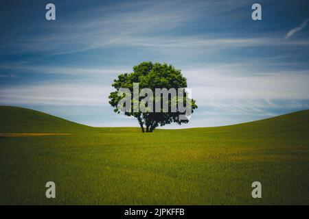 Un arbre solitaire, Palouse, est de Washington Banque D'Images