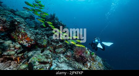 Plongeur explorant les eaux tropicales de la mer d'Andaman en Thaïlande Banque D'Images