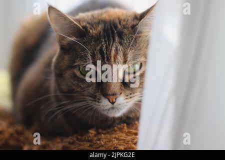 Portrait de chat brun grincheux Banque D'Images