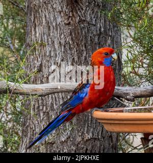 Une rosella cramoisi adulte (Platycercus elegans) dans un bain d'oiseau Banque D'Images