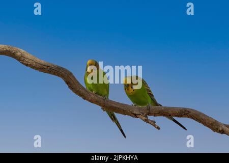 Le Budgerigar (Melopsittacus undulatus) est un perroquet coloré originaire d'Australie Banque D'Images