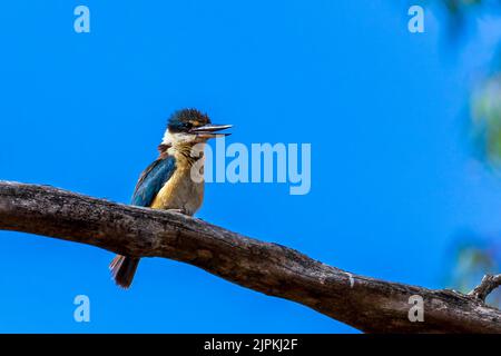 Un Kingfisher sacré (Tobraphus sanctus) perché sur une branche Banque D'Images