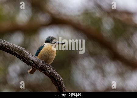 Un Kingfisher sacré (Tobraphus sanctus) perché sur une branche Banque D'Images