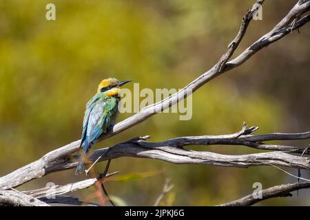 Un oiseau de taille moyenne, coloré et frappant, avec une longue coupe cintrée et une longue queue avec des banderoles à queue caractéristique, connu sous le nom de Rainbow Bee-eater Banque D'Images