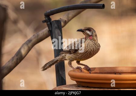 L'oiseau rouge (Anthochaera carunculata) est un grand honeyeater gris-brun bruyant Banque D'Images