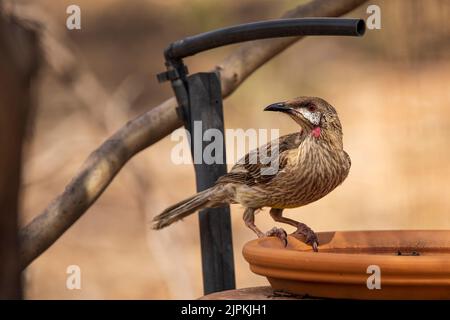 L'oiseau rouge (Anthochaera carunculata) est un grand honeyeater gris-brun bruyant Banque D'Images