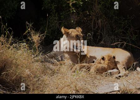 Une lionne assise au soleil qui allaite deux petits Banque D'Images