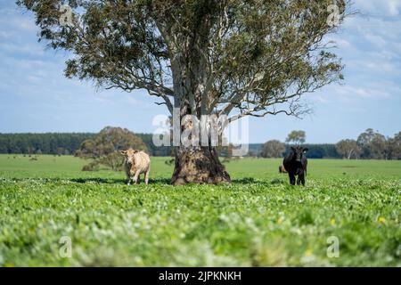 Bovins de boucherie et vaches en Australi Banque D'Images