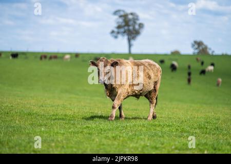 Bovins de boucherie et vaches en Australi Banque D'Images