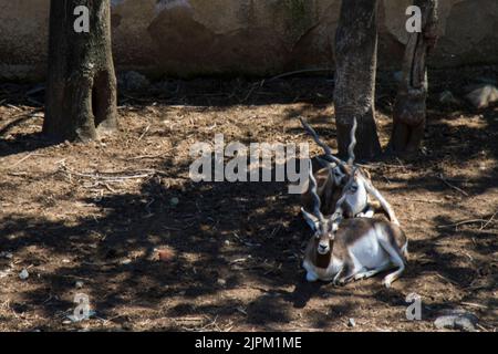 Deux antilopes qui se posent sur le sol de terre de leur enceinte au zoo de Tbilissi, en Géorgie Banque D'Images