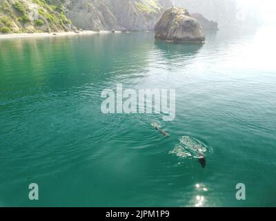 Vue aérienne des dauphins nageant lentement dans des eaux turquoise claires et calmes. Groupe de mammifères marins endémiques migrant le long du littoral comme on l'a vu Banque D'Images