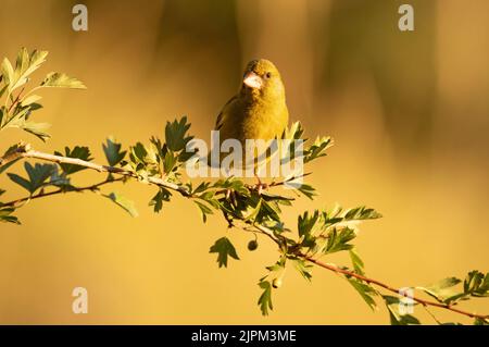 Mâle verdfinch européen dans une forêt méditerranéenne avec la première lumière du jour sur une branche Banque D'Images