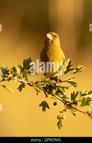 Mâle verdfinch européen dans une forêt méditerranéenne avec la première lumière du jour sur une branche Banque D'Images