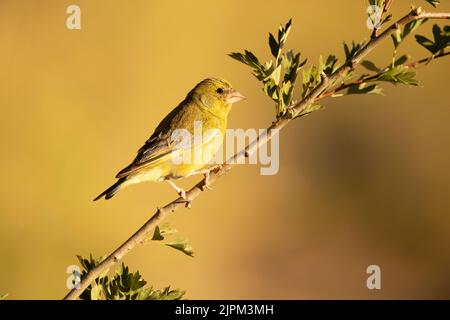 Mâle verdfinch européen dans une forêt méditerranéenne avec la première lumière du jour sur une branche Banque D'Images