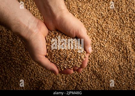 Poignées caucasiennes humaines avec grains de blé sur fond de grain Banque D'Images