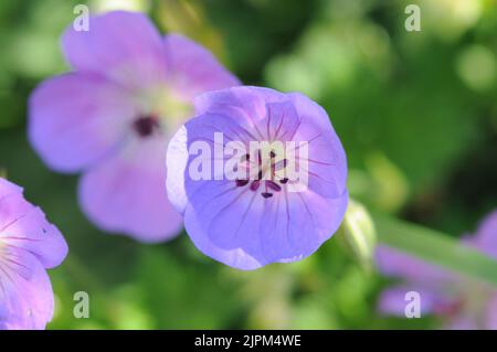 Bleu lilas Geranium Rozanne. Formation de la bosse floraison d'été. Fleurs bleu violet clair. Banque D'Images