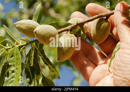 Vérification des amandes. Banque D'Images