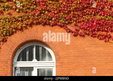 Le Parthenocissus tricuspidata ou le super-réducteur japonais devient rouge en août. L'usine pousse contre un mur orange d'un ancien bâtiment. Partie d'un coup Banque D'Images