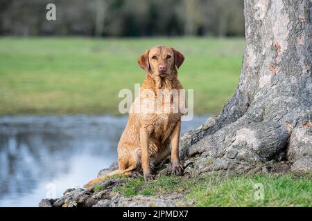 labrador de renard roux assis à l'eau Banque D'Images